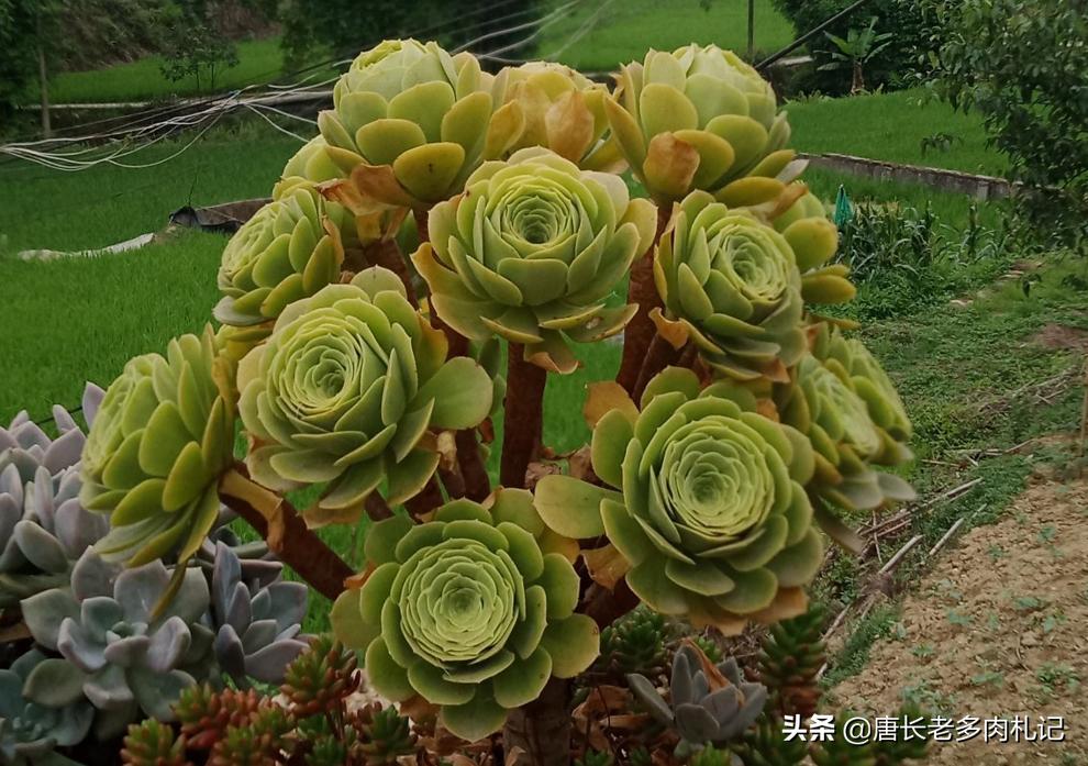 一般的多肉植物老桩价格是多少,1米高的法师多少钱