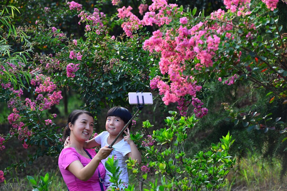 郁郁葱葱的多肉植物,适合阳光足的一年四季开花的植物