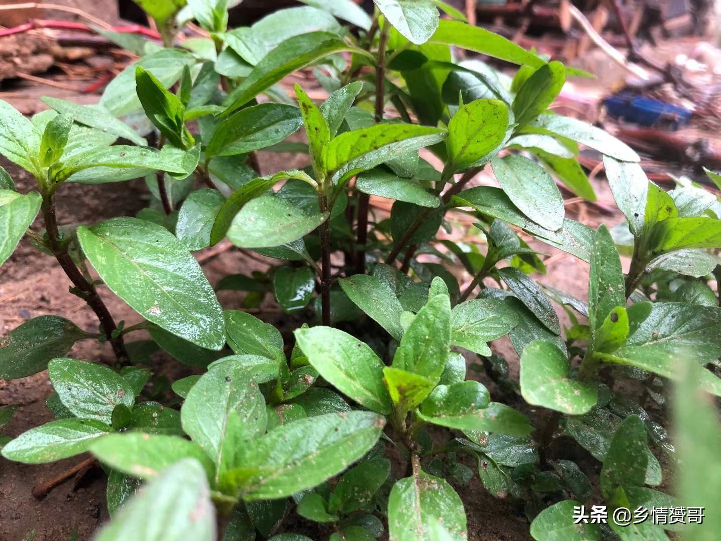 农村夏季如何驱除苍蝇,驱赶苍蝇最简单实用的办法