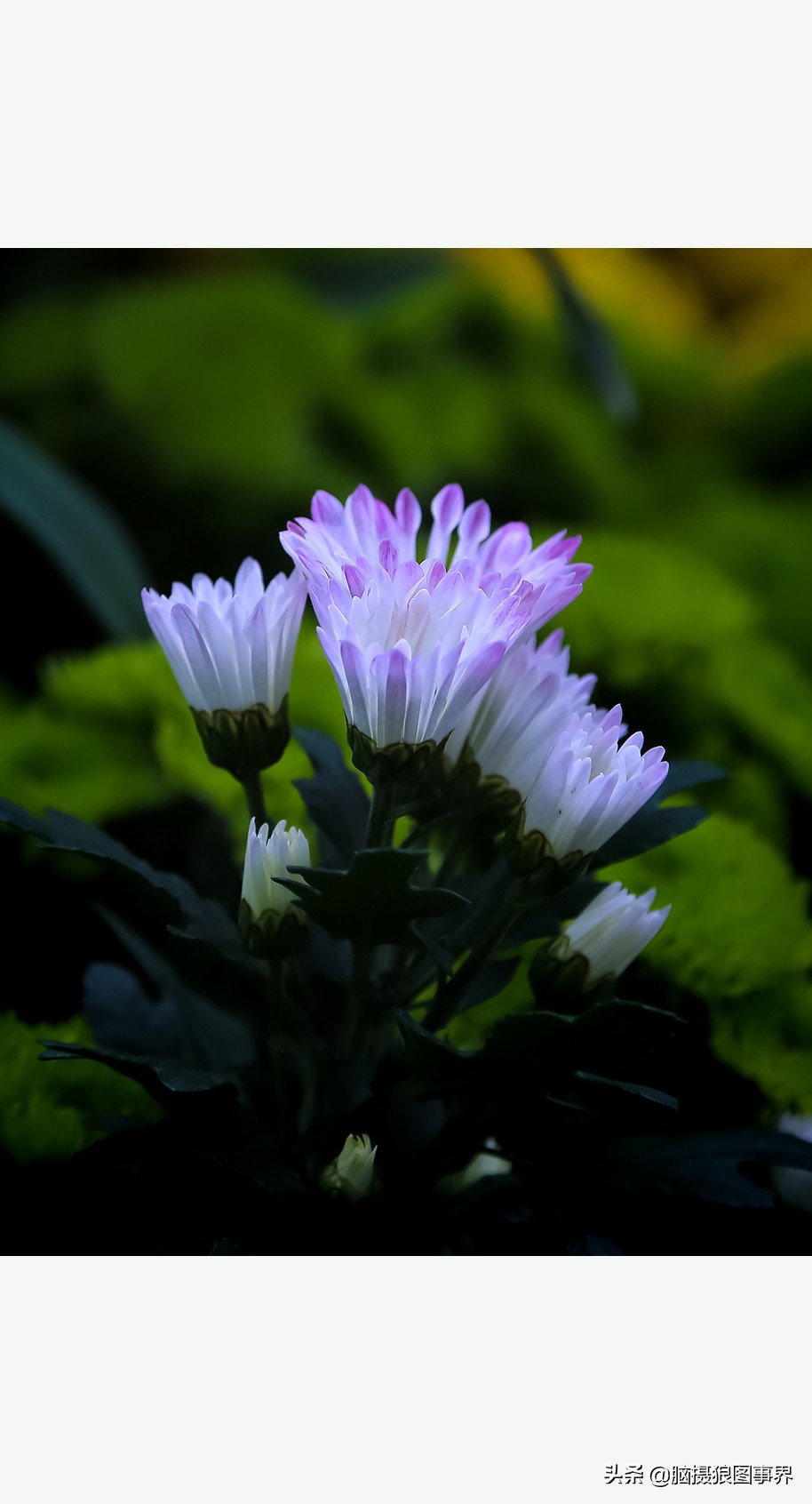 花海如何给花拍照好看,大面积的花怎样拍出花海的感觉