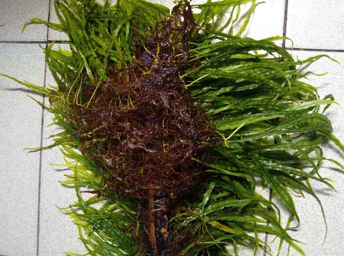 细叶铁叶子发黑,细叶铁皇冠发黑