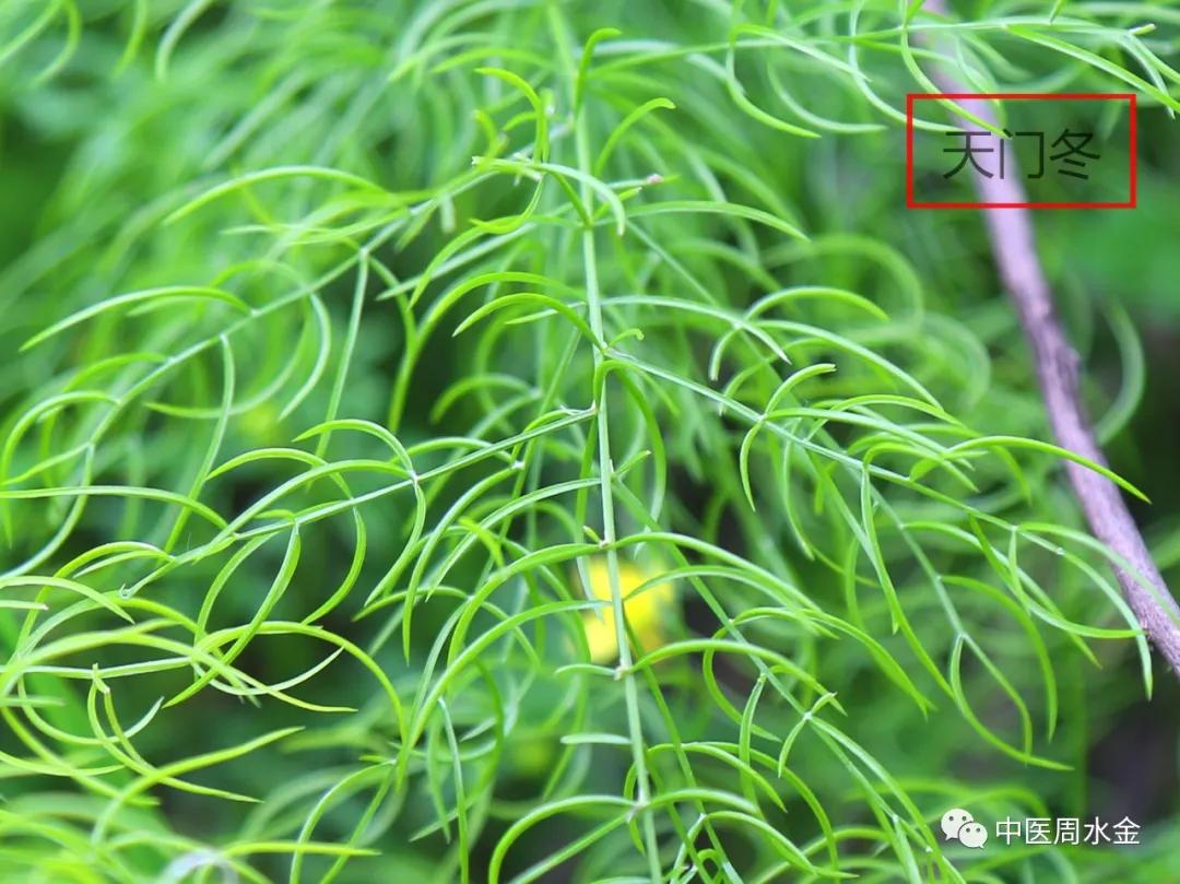 品味本草之美（第一季）