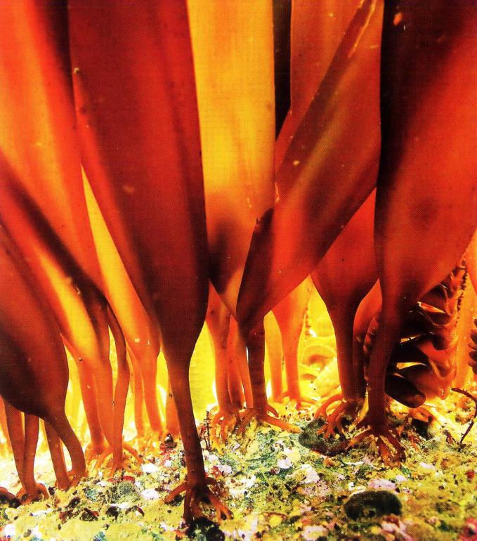 辽宁海边海鲜哪里好吃,辽宁海鲜哪最好