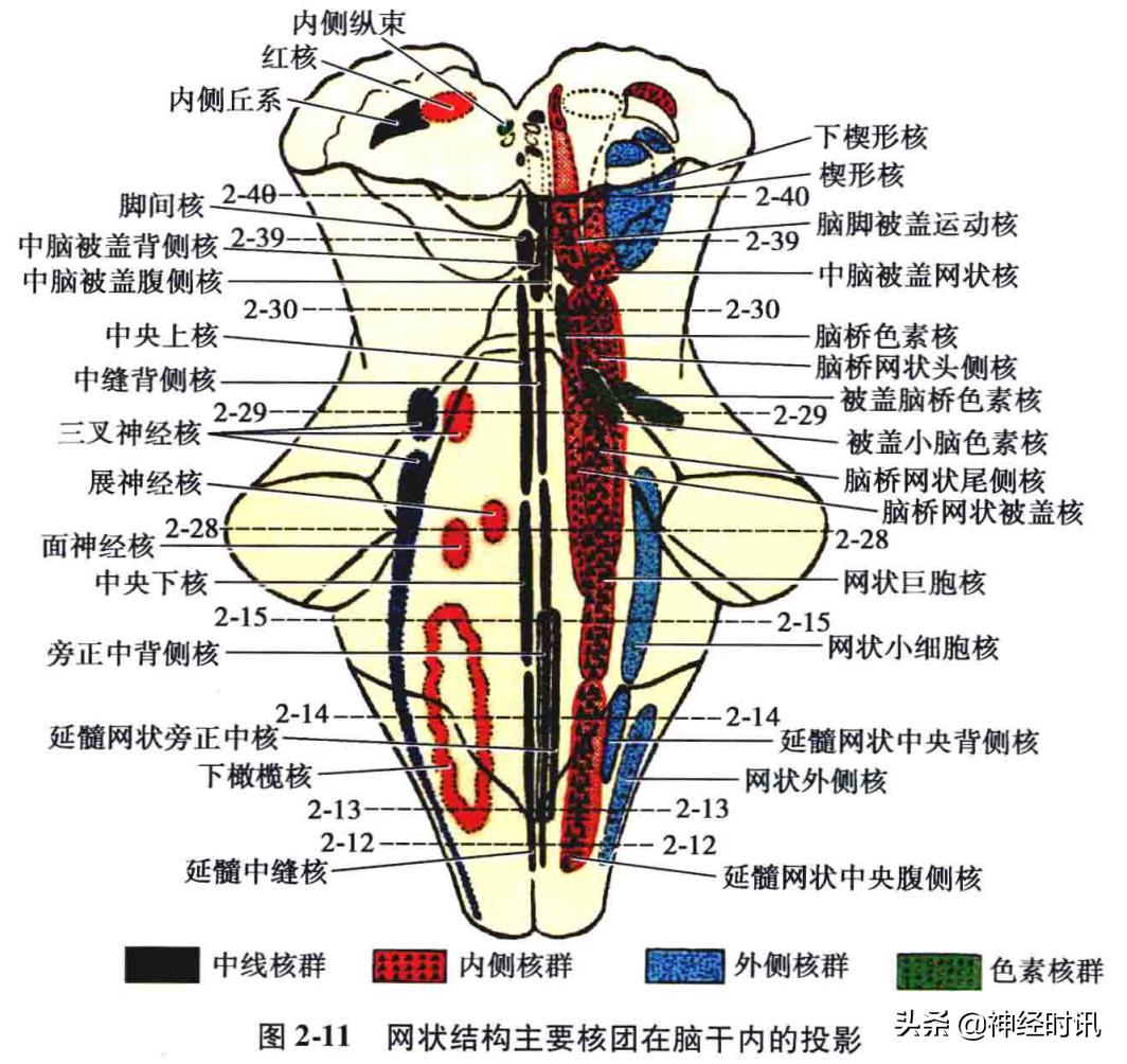 神经系统疾病定位诊断图解,神经系统定位定性诊断视频