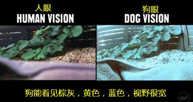 色盲悖论是什么,如何解释才能不留BUG?带你深入认识色盲