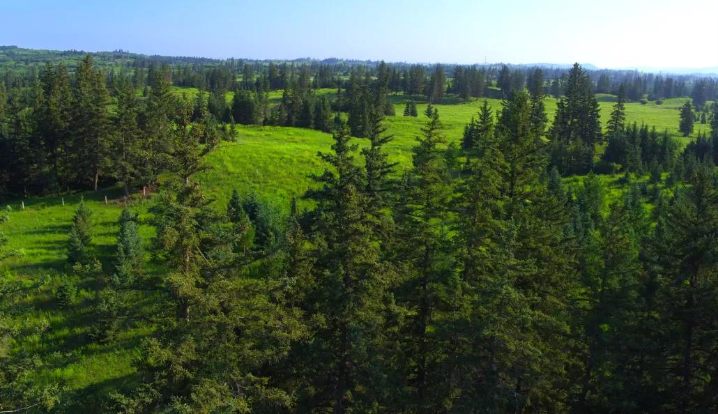 有一种绿绿绿绿绿绿绿，叫赤峰的林