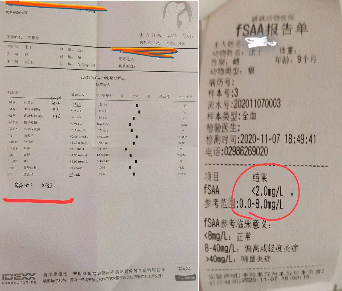 团子猫传腹治好了吗,团子的猫传腹