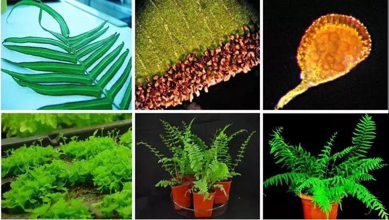 土壤砷污染的原因,砷污染土壤治理