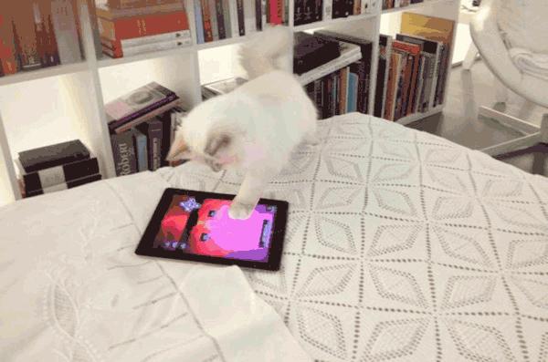 老佛爷去世，他那只年挣300万欧元的猫将继承他的遗产？！