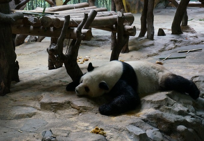 广州长隆动物园春节游玩攻略,广州长隆动物园儿童游玩区域