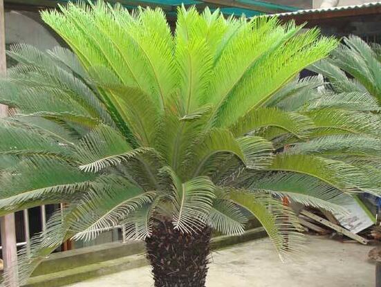 铁树叶子发黄了怎么回事如何解决,铁树叶子发黄在家怎么解决