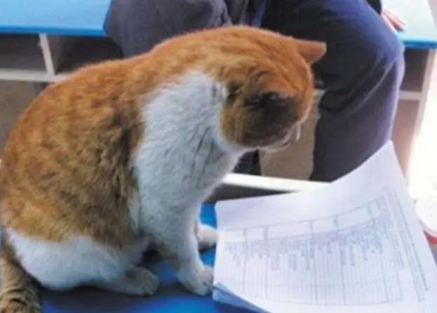 晚会喵、监考喵、楼长喵，被大学生宠爱也太幸福了吧