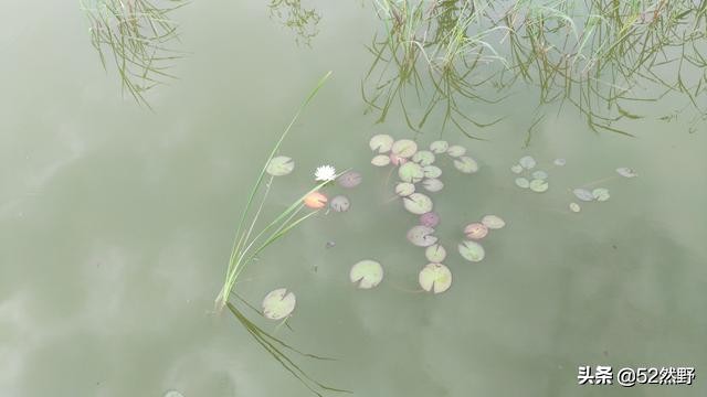 久违的蛙鸣声瞬间忆起童年的趣事,久违的蟋蟀声音