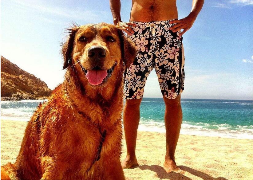 养金毛犬有什么注意事项,金毛犬怎么训最听主人的话