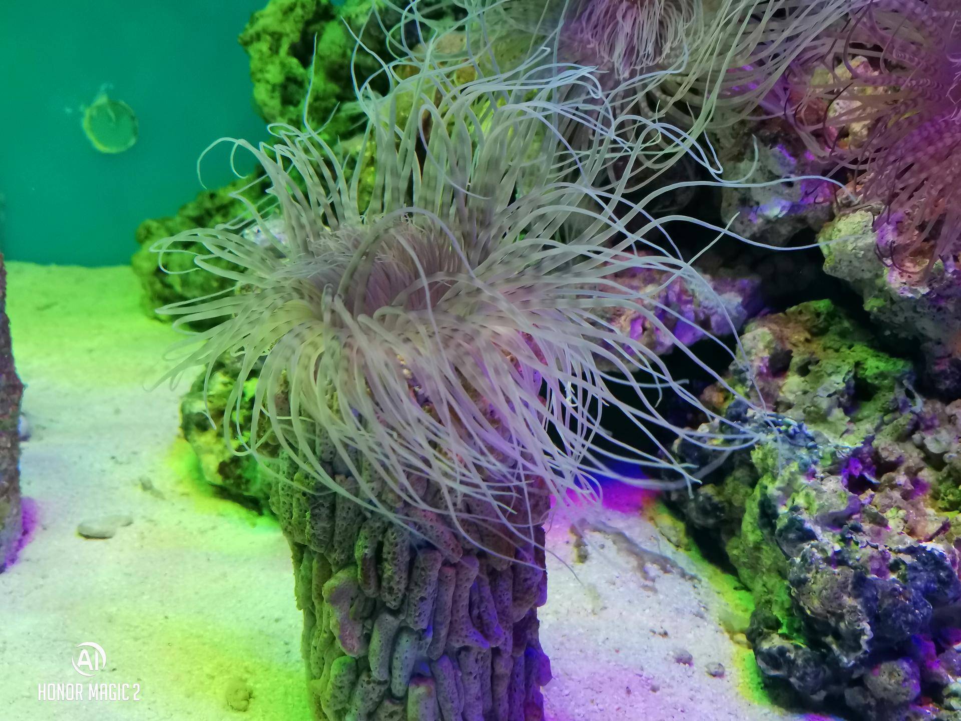 荣耀magic23d感光,体验未来后续