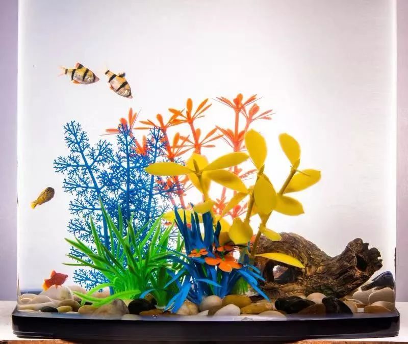 独家，CIPS公布七十款水族新产品，引行业注目