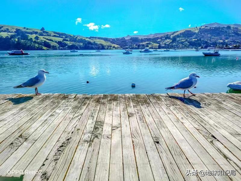 新西兰为什么要吸引人移民,新西兰为什么引进移民