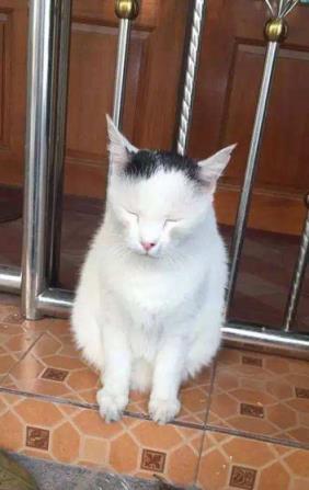 猫咪走失最有效的方法,猫咪走丢1周怎么寻回