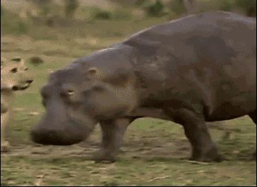 非洲河马钓鱼杀人，却反被人类逼成“脆弱”物种