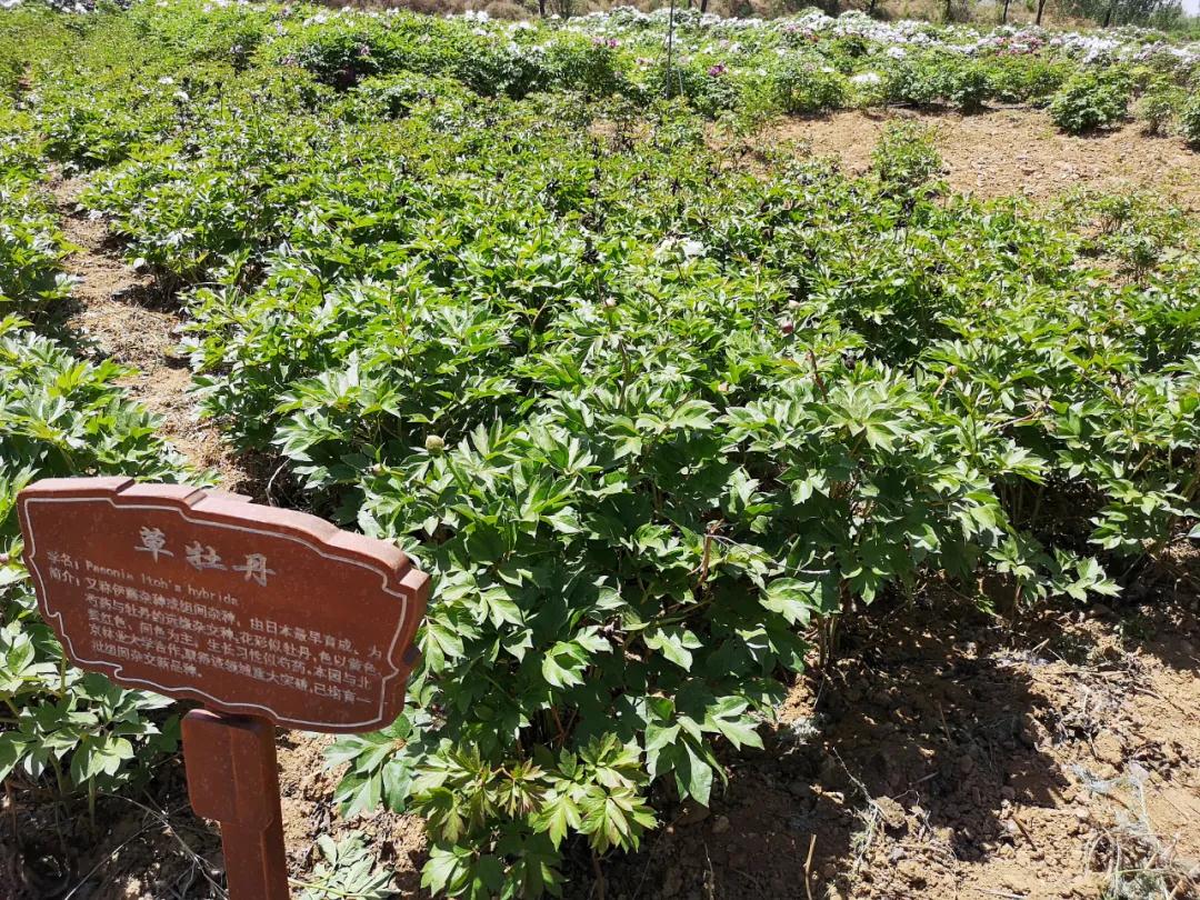 牡丹有哪些新品种,牡丹怎样培育新品种视频讲解