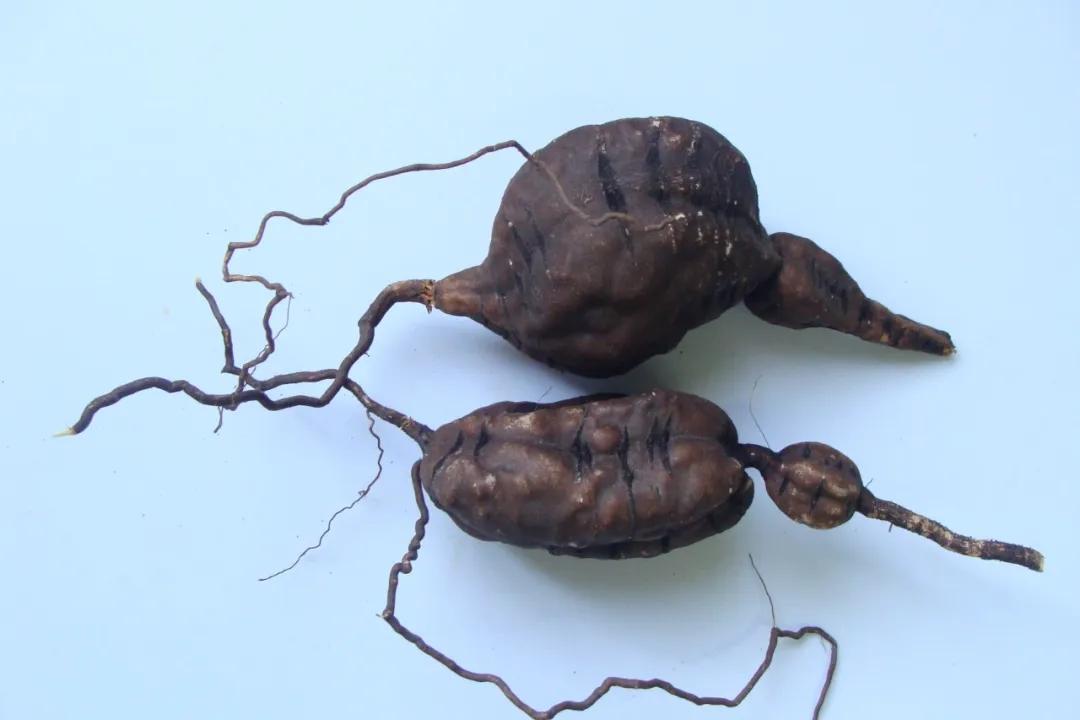 硬核整理!高清中药教材原植物彩*图色**谱(四期)