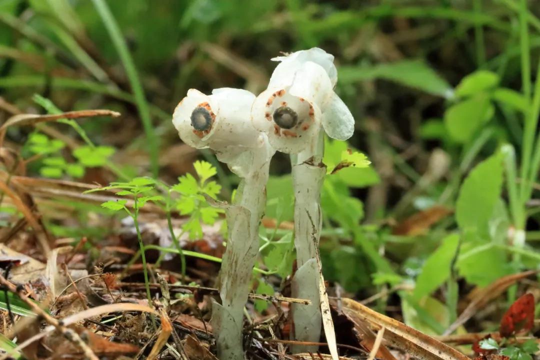 万物有灵 | 林海邂逅白精灵——球果假水晶兰