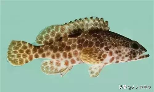 最好的十种石斑鱼,最漂亮的几种石斑鱼