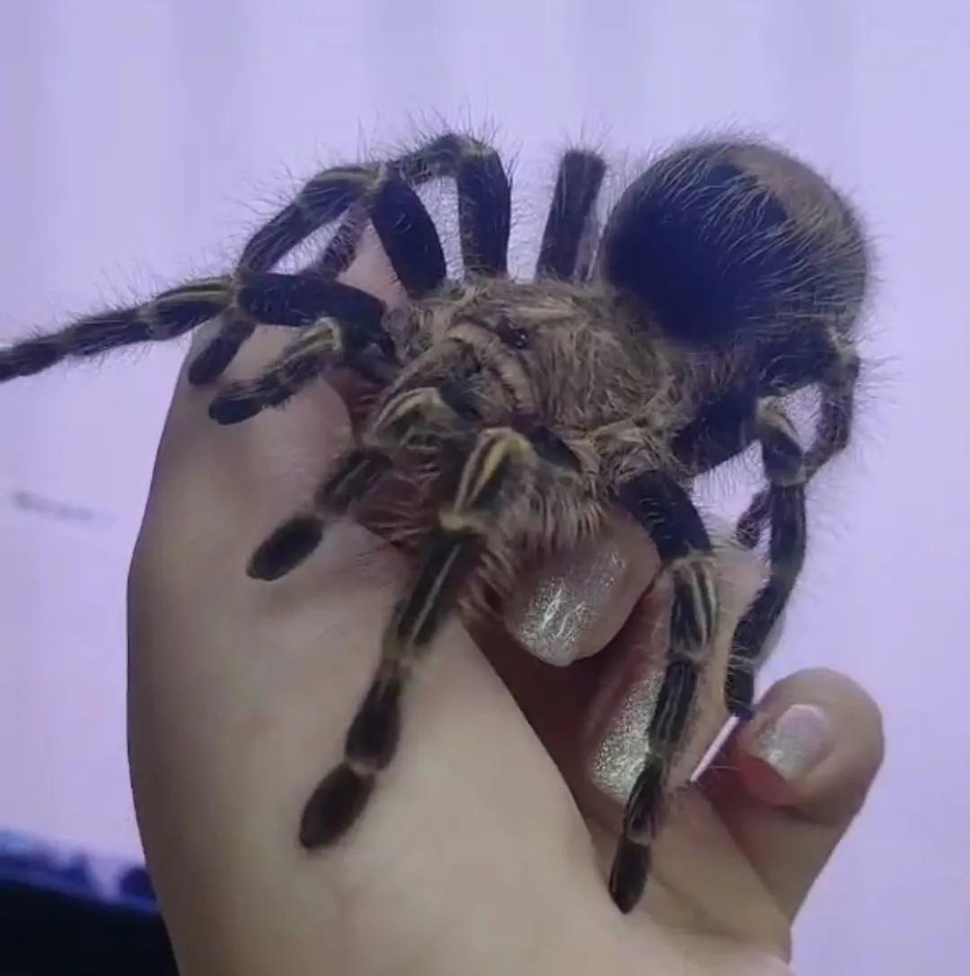 巴西金直间公蜘蛛长得快吗,巴西巨人金直间成体毒性