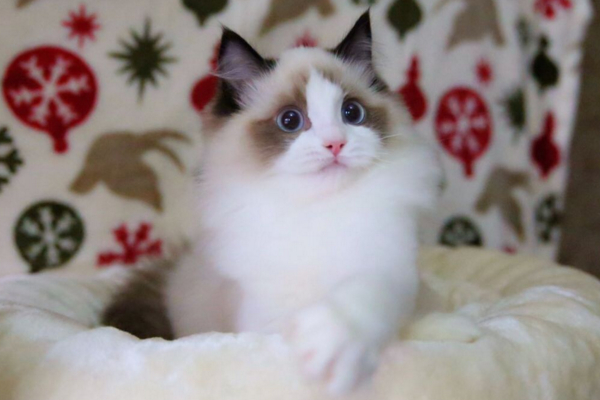 猫咪爱不爱叫，除了跟性格有关外，和品种也有很大的关系！