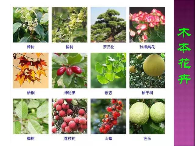 花卉大全500种观叶植物名称,1332种常见花卉植物图谱