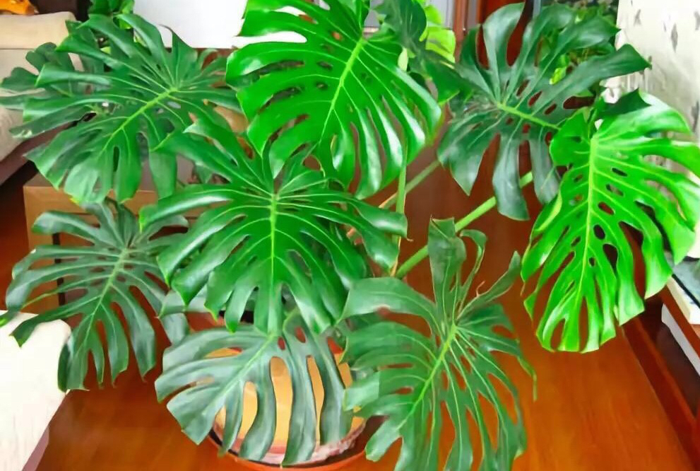 家中摆放绿植有学问，注意“5点”，漂亮长势好，净化空气又旺宅