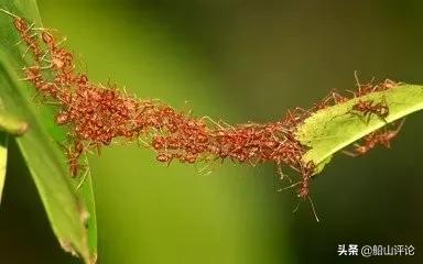 高阳辩机最新消息,高阳野外遇到辩机