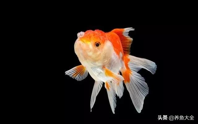 鱼缸观赏鱼哪个最好养,最好养的十种观赏鱼