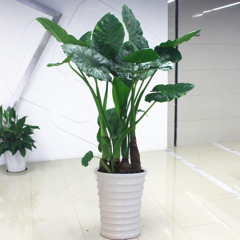 别说你对绿植没有误解，来看看你占哪一条