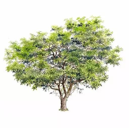 十种不同树叶的画法,五种不同树木的画法简单的
