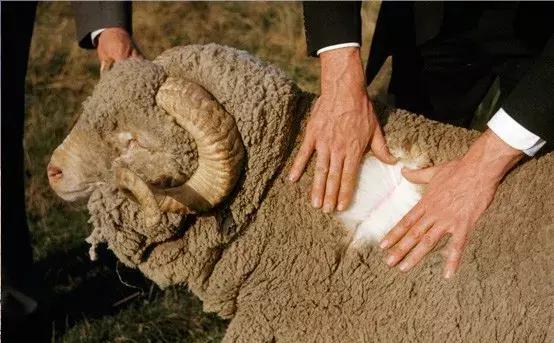 一件针织衫要六位数?能穿它的人不仅真壕还低调!