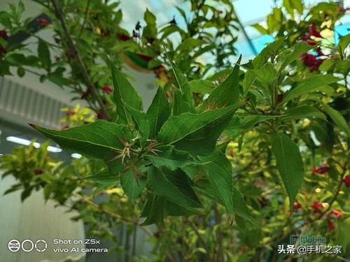 vivoz5x全面测评 (值得买吗vivo z5x)