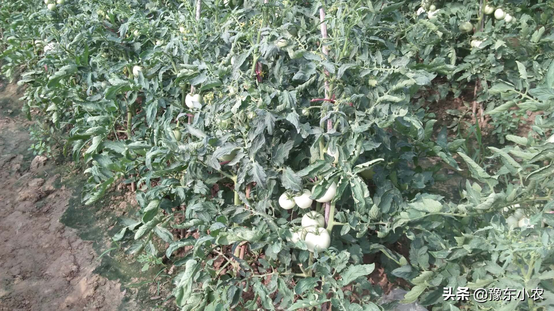 番茄小叶病什么原因引起的,番茄小叶病打什么药最好