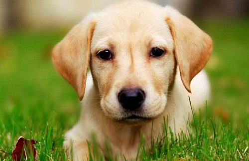 狗狗被咬伤化脓怎么处理,狗狗被咬伤了伤口有点化脓怎么办