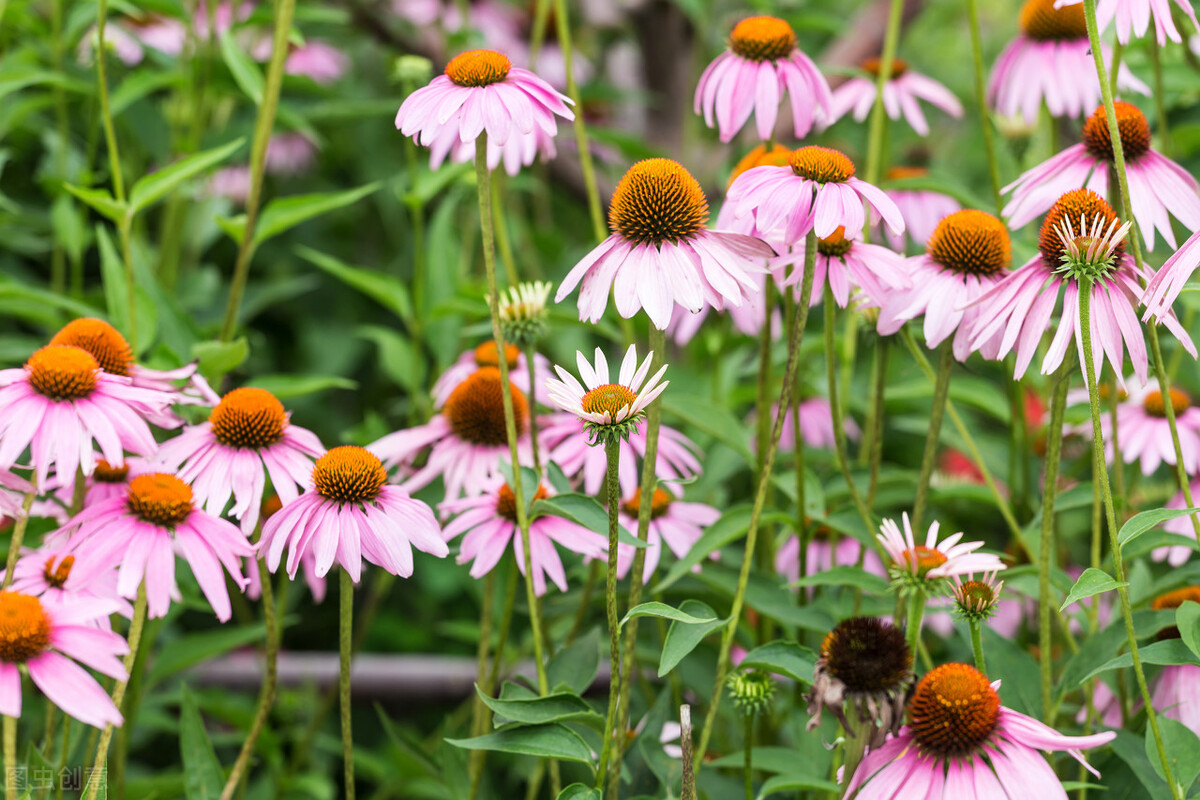 郁郁葱葱的多肉植物,适合阳光足的一年四季开花的植物