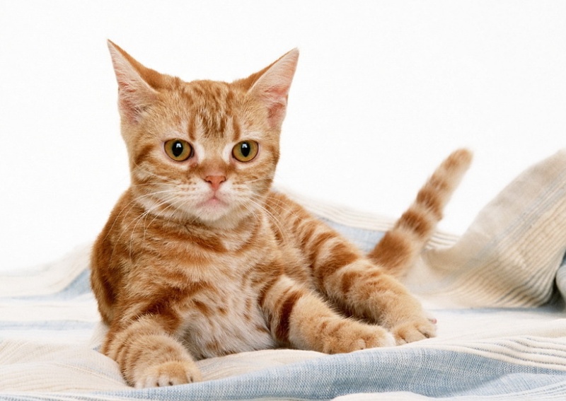 猫癣百科,猫癣科普