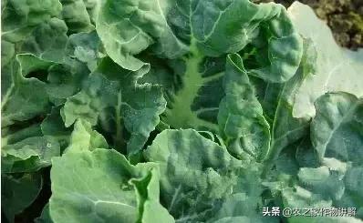 西兰花病害图谱和防治,西兰花的病害与治疗