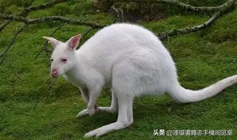 这60种罕见动物你见过几个,60种灭绝的动物