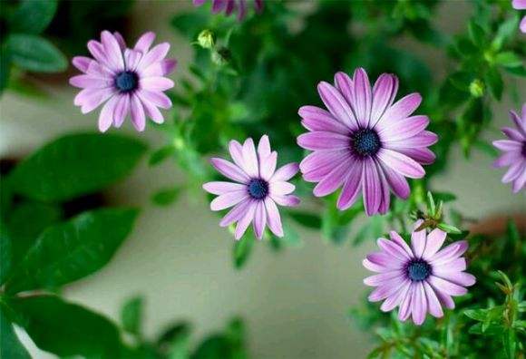 部编版五年级上册语文复习资料,五年级上册分类专项复习卷语文