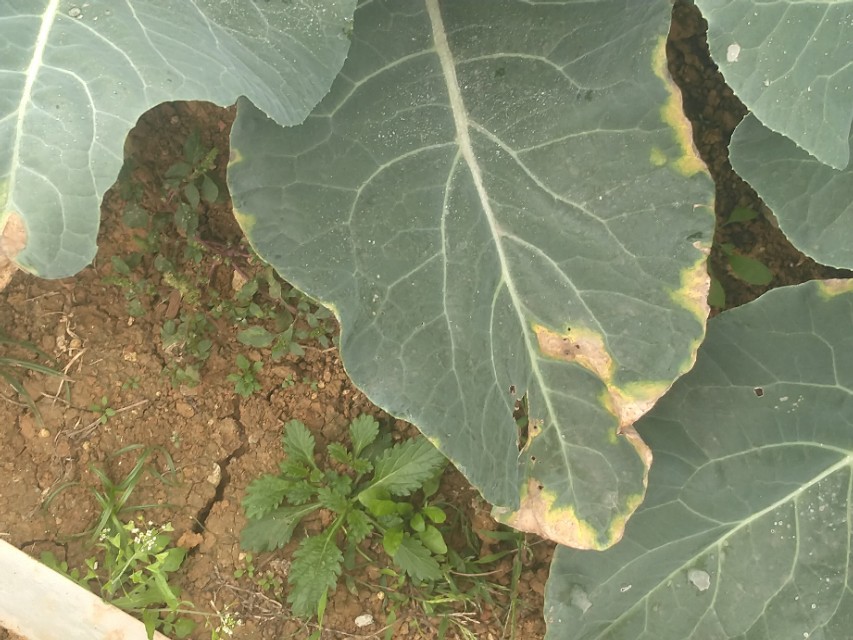 花椰菜黑腐病巧防,花椰菜黑腐病防治技术