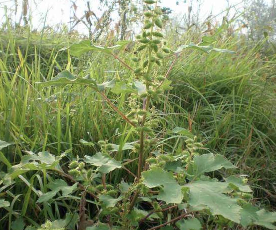 “1种杂草”在田边,被称为“苍耳子”,能结出绿色小果,珍贵