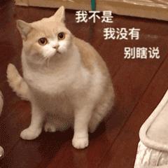 逗猫咪玩它喜欢咬人是什么原因,猫咪喜欢轻轻咬人是什么意思
