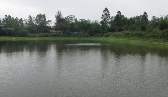 鱼苗养殖方法和技术考核,鱼苗饲养手法