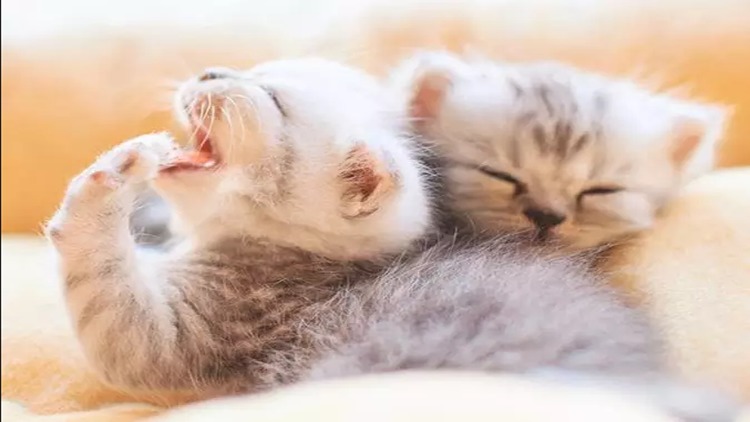 猫咪感冒发烧用啥药品,猫咪药品