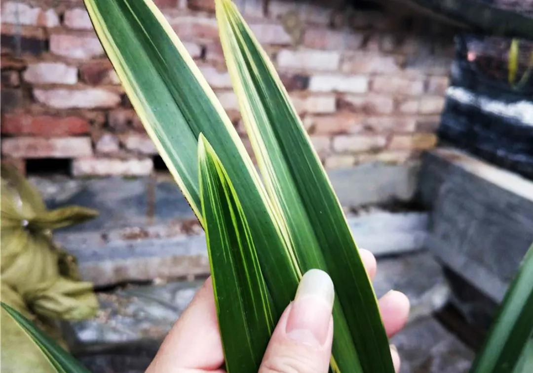 什么兰花最好养又香又好看,推荐几款香味俱全好养的兰花